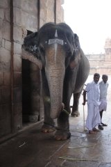 15-The Temple Elephant